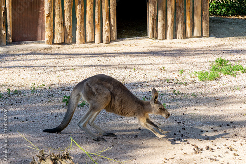 kangaroo in zoo