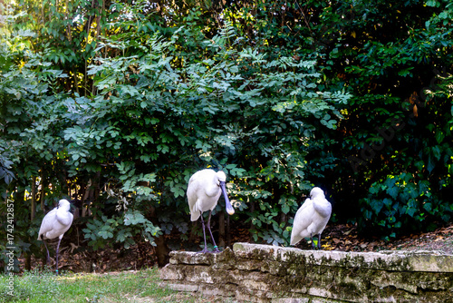 White Eurasian spoonbill  bird 