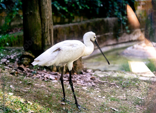 Eurasian spoonbill stands 