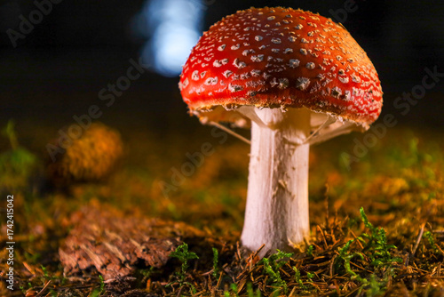 fly agaric mushroom