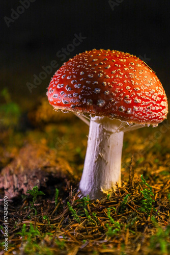 fly agaric mushroom