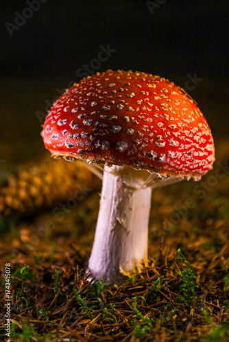 fly agaric mushroom