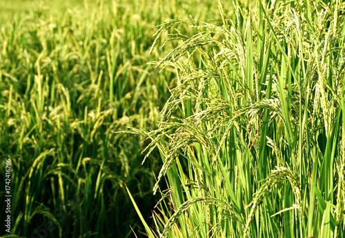 Rice fields in the morning. Agricultural and farming concept in the countryside.