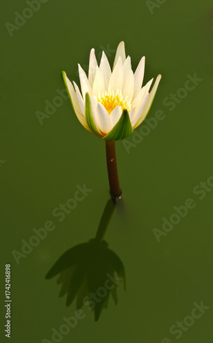  A close-up of a white waterlily or a lotus flower in the pond 