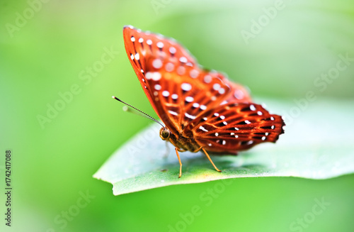  Beautiful butterfly  in nature habitat, Nice insect sitting on the leave. Nature in tropical forest.