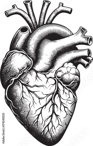 Detailed anatomical heart illustration in black and white, perfect for medical education or artistic expression related to cardiology and human anatomy