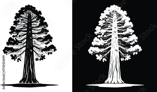 Giant sequoia tree silhouette illustration, black and white forest artwork, detailed evergreen vector design, tall pine nature drawing for decoration