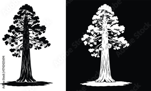 Giant sequoia tree silhouette illustration, black and white nature art, detailed forest landscape vector, old growth redwood design, environmental concept