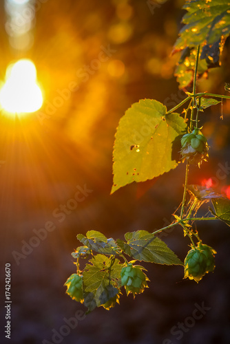 A field of hops in the rays of the setting sun. Hops.