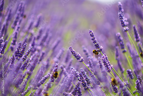 a field of lavender with bumblebees flying over it.