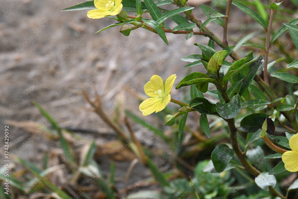 Obraz premium Ludwigia plant flower. Its common names &nbsp;primrose willow,&nbsp;water purslane and water primrose. This is a genus of species of&nbsp;aquatic plants. Yellow flowers.