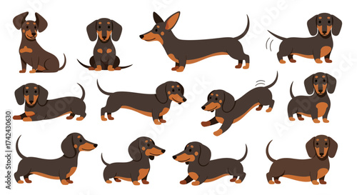 A Collection of Playful Dachshund Illustrations in Various Poses and Expressions