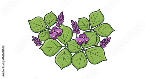 Botanical illustration of Kudzu plant with vibrant leaves and purple flowers on a white background
