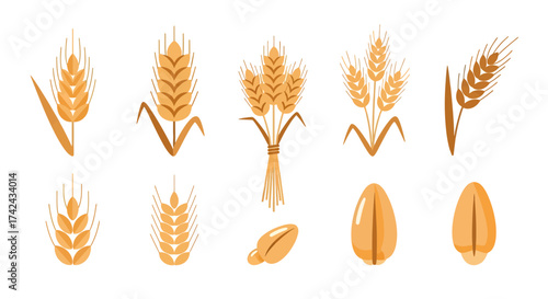 Golden wheat ears and grains illustration conveying harvest abundance and agricultural prosperity