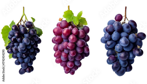 Wallpaper Mural  Set of Three Fresh Purple Grape Bunch Variations with Green Leaves, isolated on transparent background PNG (2) Torontodigital.ca