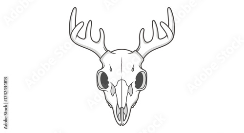 Deer skull outlined artwork with antlers, isolated on a white background detailed illustration