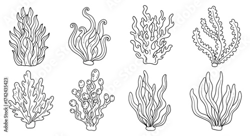 A diverse collection of hand-drawn algae and seaweed illustrations offers various botanical
