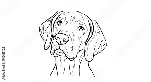 Elegant dog illustration on a transparent background showcasing detailed lines and soft facial