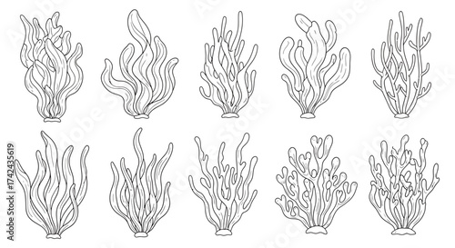Elegant seaweed collection design illustration for underwater decorative composition concepts