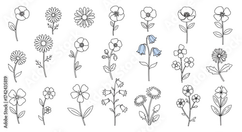 Botanical drawing assortment showcasing multiple types of spring flowers in outline format
