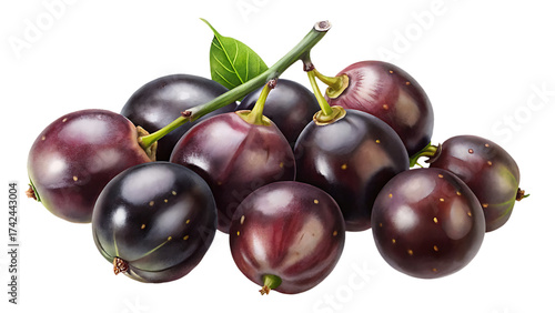 Fresh muscadine grapes on the vine with leaves, still life presentation