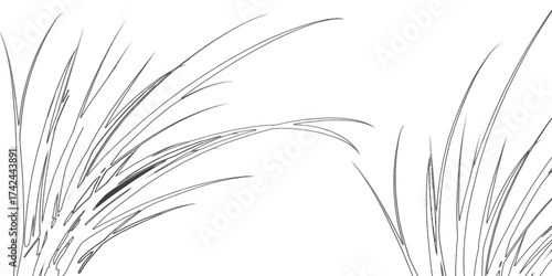 wheat ears isolated on white.