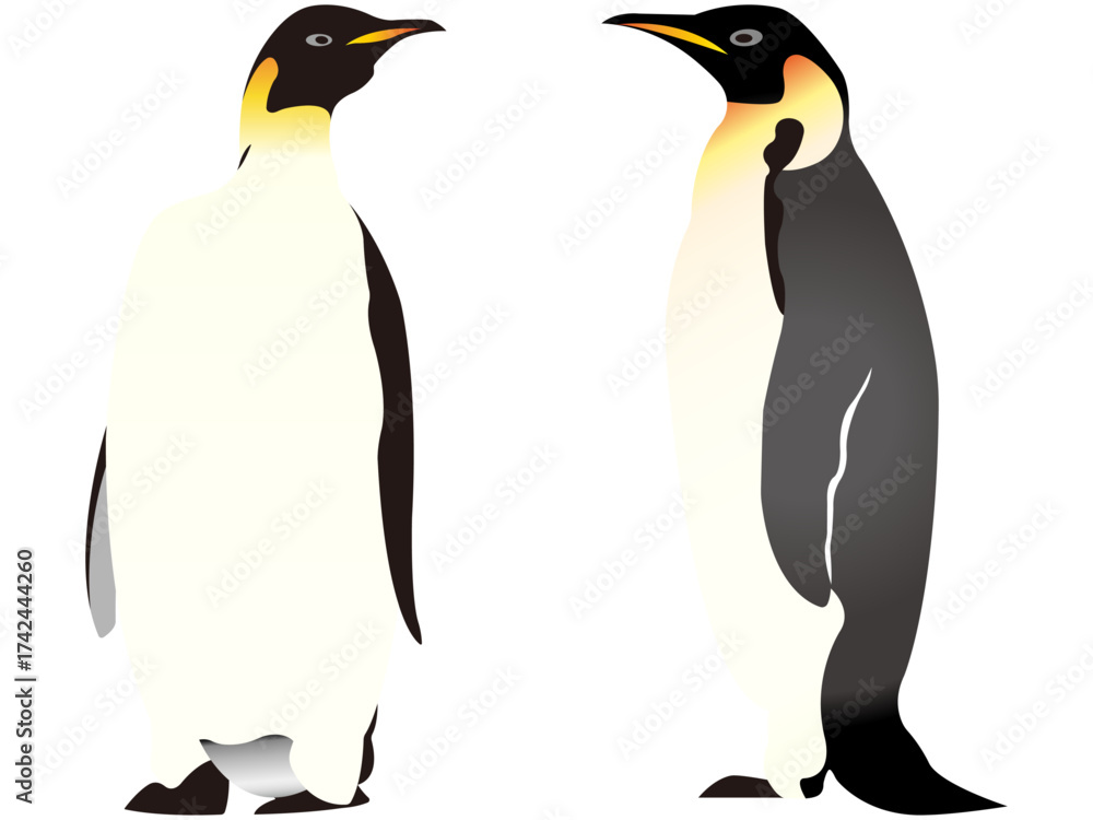 Obraz premium 皇帝ペンギン 2匹