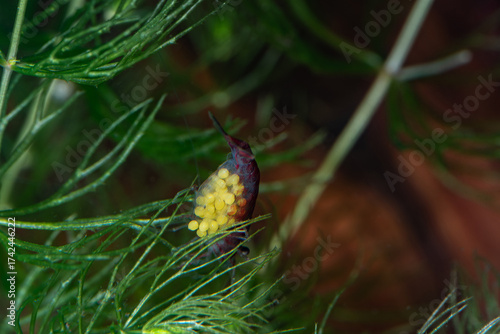 Red cherry shrimp carrying yellow eggs on a green aquatic plant, macro close-up. Ideal for aquarium life, freshwater shrimp breeding, or underwater wildlife concepts.