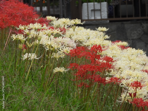 Red and white spider lilies blooming on the bank