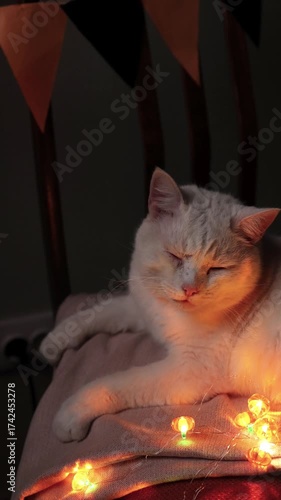 Cat Relaxes on Chair With Halloween Lights for Spooky Invitation