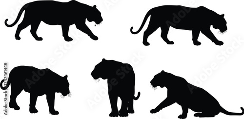 Black panther silhouette collection, wild leopard jaguar outline, big cat walking standing sitting poses, jungle predator animal vector illustration design set
