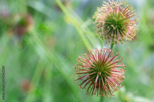 Fruit of wood avens (geum urbanum) plant, detail with bokeh