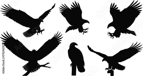 Eagle silhouettes in flight and perched positions, isolated on white background, ideal for wildlife, bird illustrations, tattoo, and nature design.