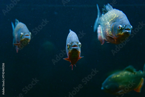Wallpaper Mural red bellied piranha fish (Pygocentrus nattereri) inside an aquarium in a freshwater museum, with dark background and low key lighting style Torontodigital.ca