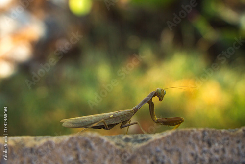 Macro photo of a praying mantis on a cement barrier with a blurred background