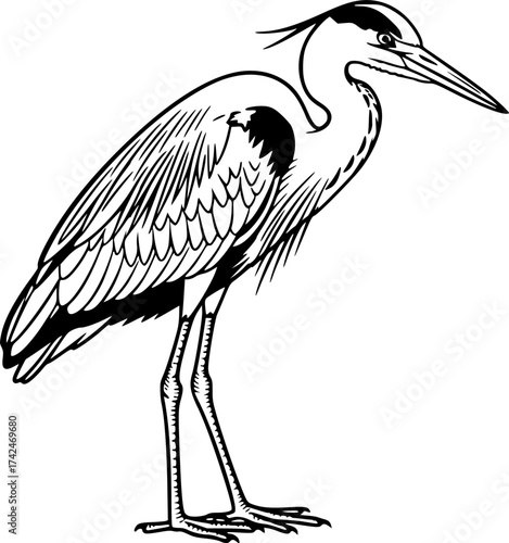 ketch of Grey heron), monochrome black ink, vector, isolated on white background