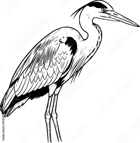 ketch of Grey heron), monochrome black ink, vector, isolated on white background