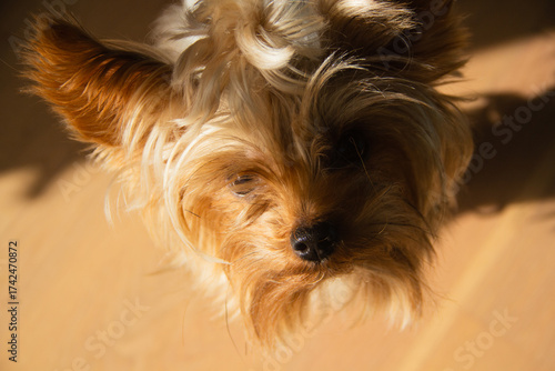 Cute Yorkshire Terrier with Silky Long Hair Looking at Camera