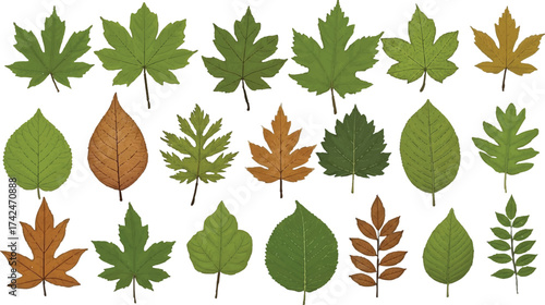 this collection of 20 leaves is a gorgeous study in diversity and transformation 🍂🌿. It feels like a seasonal symphony—each leaf telling its own story of growth, change, and identity.