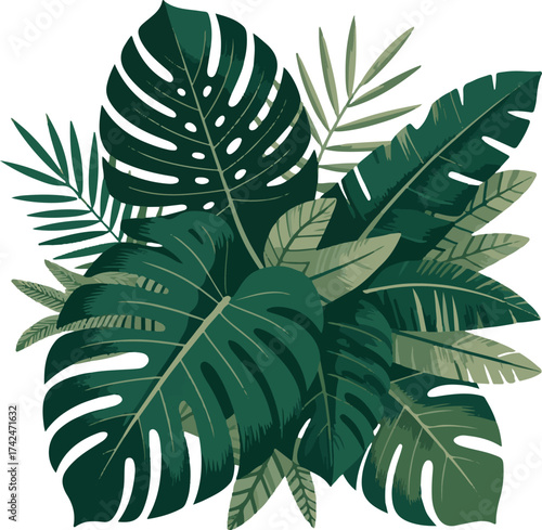 A lush arrangement of vibrant tropical green monstera leaves isolated on transparent background