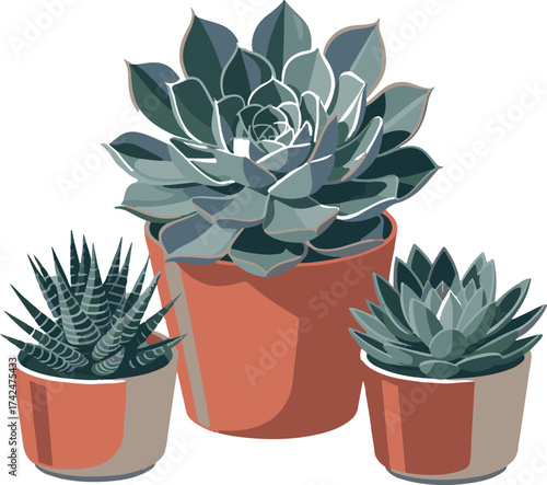 Three potted succulent plants in terracotta pots isolated on transparent background