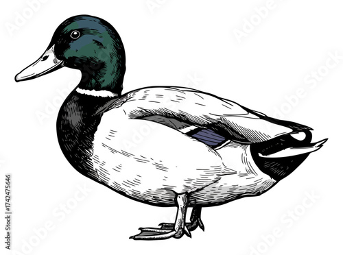 Mallard Duck Vector - Minimalist Black and White