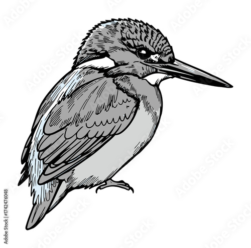 Hand-drawn sketch of a kingfisher bird. Detailed wildlife vector illustration in a monochrome style. Nature art for ornithology or animal design.