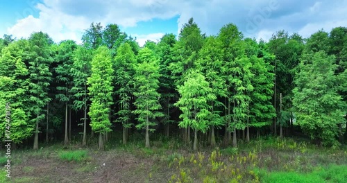 Aerial shot of a dense, lush green forest with tall coniferous trees standing in a row. Natural environment and conservation background.