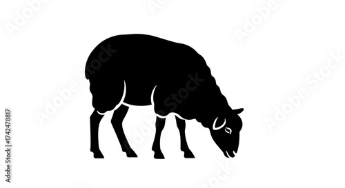 Silhouette of a black sheep grazing peacefully in a field.