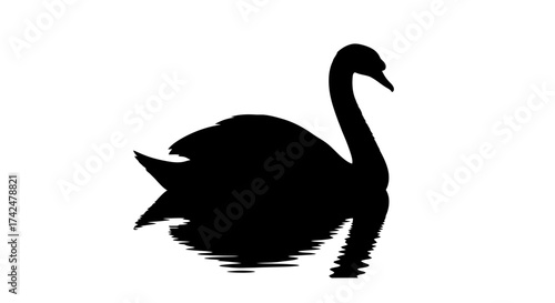 Graceful black swan silhouette swimming on water surface.