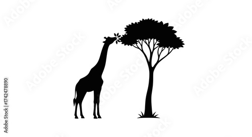 Giraffe Eating Leaves from an Acacia Tree Silhouette.