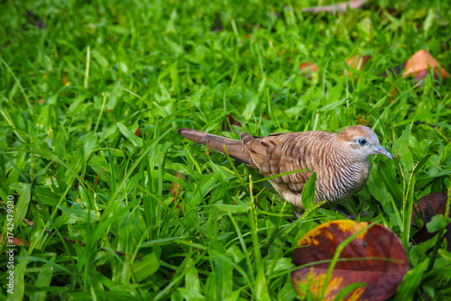 Thailand 13  October 2025 - A photo taken at Chatuchak Park where rain just fell on the trees.