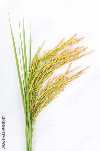 rice plant isolated on white background.