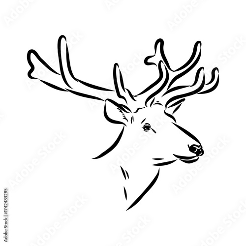 maral, Altai deer, vector sketch